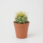 Sukulenty mix w ceramice