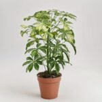 Phalaenopsis mini w ceramice 2 pędów