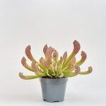 Diffenbachia Camilla