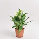 Diffenbachia Compacta