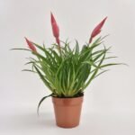 Fikus Microcarpa Moclame