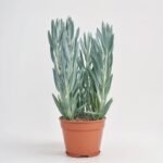 Dendrobium Nobile mix 1 pęd