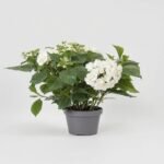 Skrzydłokwiat Sweet Curioza