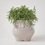 Sukulenty mix w ceramice