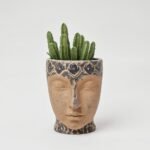 Fikus el.Melani 1 pęd