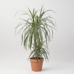 Stapelia "Totem" w ceramice