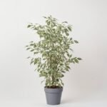 Hortensja mix 5 pędów