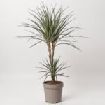 Phalaenopsis 1 pęd. mix