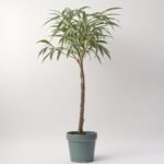 Tillandsia Ring z podświetleniem