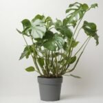 Cytrofortunella Margarita kumkwat