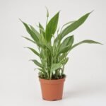 Cytrofortunella Margarita