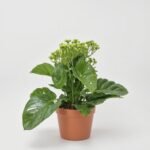 Skrzydłokwiat Allana