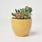 Aglaonema Silver Queen