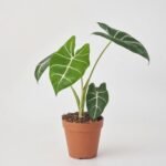 Kaktus mix w ceramice